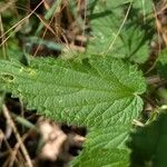 Urtica dioica Leaf