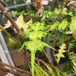 Acanthus montanus Leaf