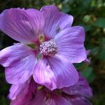 Malva olbia Flower