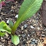 Symphyotrichum laeve Лист