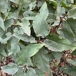 Cistus populifolius Likasa