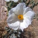 Argemone pleiacantha Flor