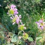 Phlomoides tuberosa Kvet