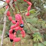 Cojoba arborea Fruit