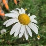 Leucanthemum ircutianumFloare