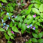 Lathyrus vernus Libunga