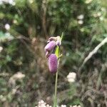 Silene behen Flower