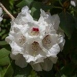 Rhododendron sikangense Flower