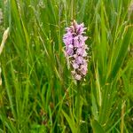 Dactylorhiza maculataFlower