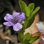 Dyschoriste oblongifolia 花