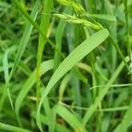 Dactylis glomerata Blatt