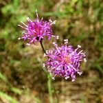 Vernonia texana Flor