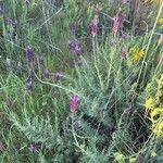 Lavandula pedunculata Flor