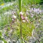 Himantoglossum adriaticum Flower