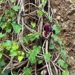 Aristolochia gigantea Staniste