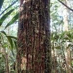 Calophyllum caledonicum Rhisgl