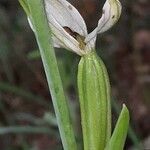 Ophrys apifera Frukt