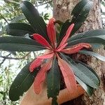 Pycnandra glabella (Leaf)