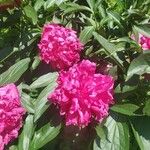 Paeonia officinalisЦветок