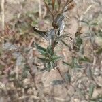 Tagetes lucida برگ