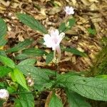 Strobilanthes cusia Flower