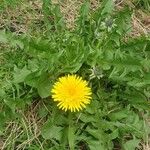 Taraxacum sect. Taraxacum Blomma