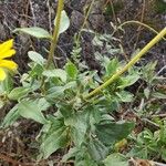 Encelia californica पत्ता