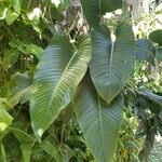 Philodendron davidsonii Blad