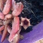 Huernia volkartiiപുഷ്പം