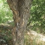 Tabernaemontana persicariifolia چھال