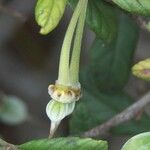 Dubouzetia acuminata പുറംതൊലി