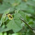 Physalis peruviana ഇല