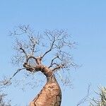 Adansonia za Rinde