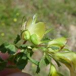 Ononis striata Fruit