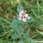 Origanum vulgareKwiat