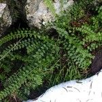 Asplenium viride Інше