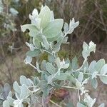 Acacia podalyriifolia Blatt