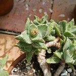 Faucaria tigrina ഇല