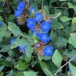 Ceratostigma plumbaginoidesFlor