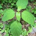 Collinsonia canadensis Hoja