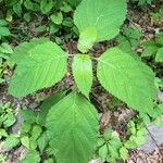 Collinsonia canadensis Leaf