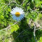 Leucanthemum heterophyllum 花