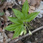 Cardamine enneaphyllos Feuille