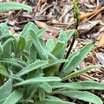 Salvia candelabrum Hoja