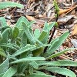 Salvia candelabrum Leaf