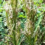 Schizachyrium microstachyum Habitus