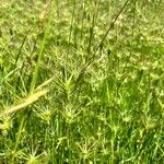 Aegilops geniculataFlower