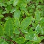 Ilex mucronata पत्ता