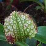 Sarracenia leucophylla Otro