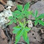 Momordica charantia Leaf